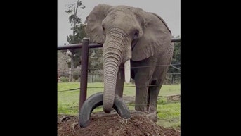 Osh the elephant makes quick work of a zoo's challenge