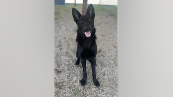 Texas shelter dog becomes police K-9