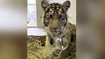 Tiger cub at the Oakland Zoo mesmerized by bubbles