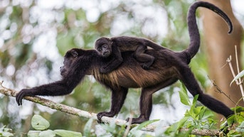 Dozens of howler monkeys reportedly dropping dead, falling from 'trees like apples’