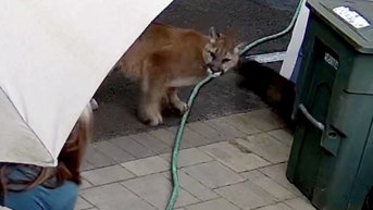 Family stunned as cougar comes within feet of their home
