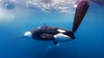 Killer whales attack and sink boat in trend terrifying sailors throughout region