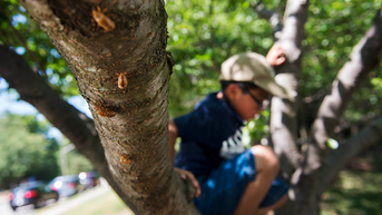 Experts warn Americans as billions of cicadas set to appear in ultra-rare phenomenon