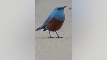 Teacher gets images of 'VERY RARE' bird