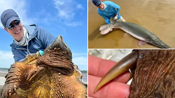 Fisherman hooks monster-sized prehistoric creature, then reels in a potential world record