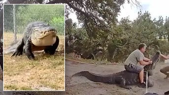 Authorities wrangle, remove monstrous reptile from pathway used by schoolchildren