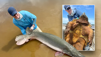 Fisherman hooks monster-sized prehistoric creature, then reels in a potential world record