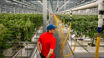 Cannabis ETFs see gains but not new investments after drug reclassification