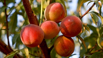 Sweet season ahead for Georgia peach crops thanks to warmer winter