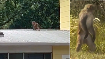 Wild monkeys roaming southern neighborhoods leave homeowners speechless