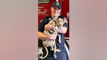NY firefighter adopts rescued puppy