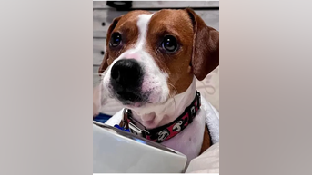 Dog goes VIRAL for emotional reaction