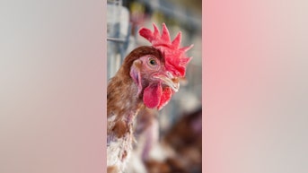CDC, WebMD share BIRD FLU update