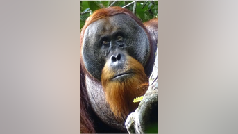 Orangutan HEALS its own wound