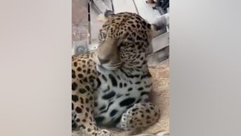 WATCH: Jaguar enjoys a lazy day