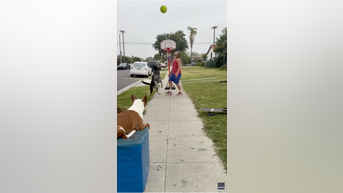 WATCH: Dog shoots and scores a basket