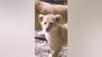 WATCH: Baby lions get official names