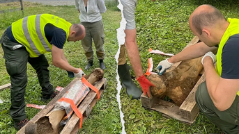 Fisherman discovers piece of Ice Age history ‘thick as a human leg’