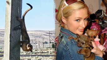 Exotic pet made famous by Paris Hilton found deserted on road