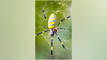 Venomous flying spiders arrive in US