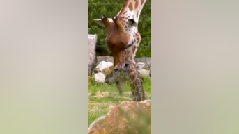 WATCH: Baby giraffe wobbly on his feet