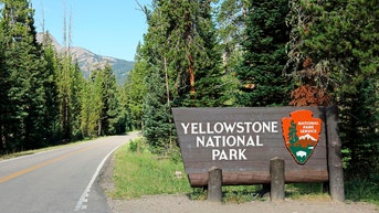 Disaster strikes after woman gets too close to wildlife at Yellowstone