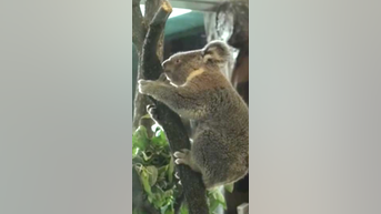 WATCH: Chicago zoo welcomes koalas