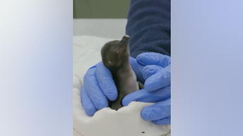 WATCH: Zoo welcomes baby penguins