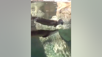 WATCH: Otter mom and son play in water