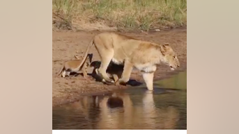 WATCH: Lioness leads cubs across shallow water