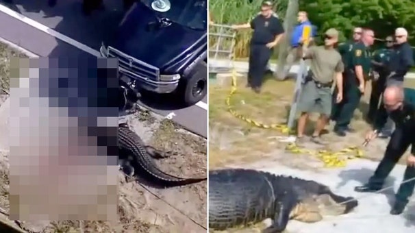 Police footage reveals aftermath of deadly alligator attack