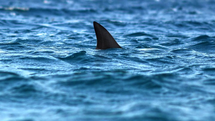 Popular vacation destination closed after back-to-back shark attacks