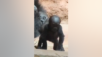 WATCH: Baby gorilla takes first steps