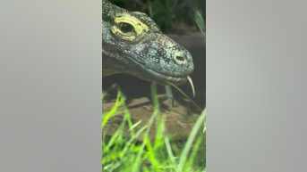 WATCH: Komodo dragon up close