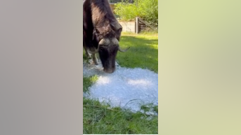 WATCH: Zoo animals seen cooling off