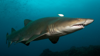Tourist bitten by shark at beach while playing football in knee-deep water