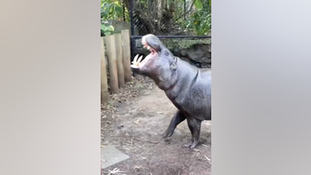 WATCH: Hippo enjoys relaxing spa day - Fox News