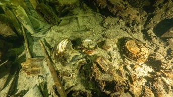 Divers discover 19th century shipwreck filled with artifacts including crates of champagne - Fox News