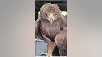 Arizona sergeant rescues baby EAGLE - Fox News