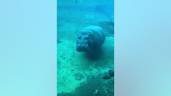 WATCH: Hippos swim alongside fish