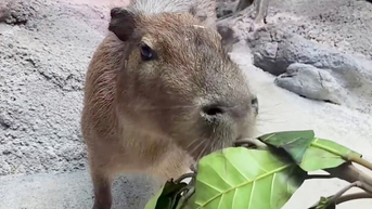 Capybaras caught on camera enjoying snacks, charming guests at zoo on special day