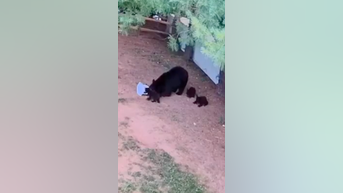 WATCH: Bear, cubs found at bird feeder