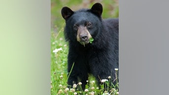 Stay 'BEAR AWARE' on the trail - Fox News