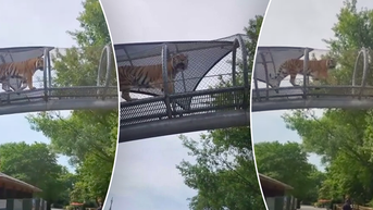 Tiger catches local zoo visitors' eyes as it strolls along mesh walkway above - Fox News