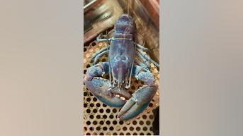 'Cotton candy' lobster caught in Northeast - Fox News