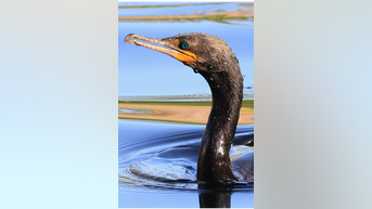 RARE 'devil bird' sighted in Maine - Fox News