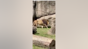 WATCH: Lion roars at Memphis Zoo - Fox News