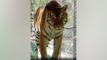 WATCH: Tigers play at California zoo - Fox News