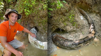 Rare mammoth tusk dating back to Ice Age found in southern US state - Fox News