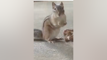 WATCH: Chipmunk steals bear's food - Fox News